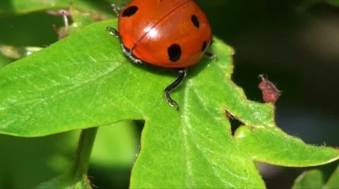 Ladybug ladybird Stock Footage 8848647
