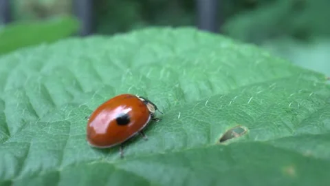 Ladybug / ladybird standing on a leaf as it gently sways in wind Stock Footage 280010298