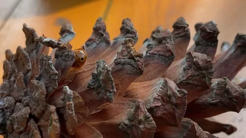 A ladybug landed on a pinecone is crawling over it Stock Footage 347543690