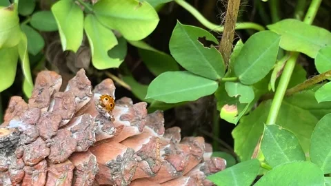A ladybug landed on a pinecone is crawling over it Stock Footage 347543691
