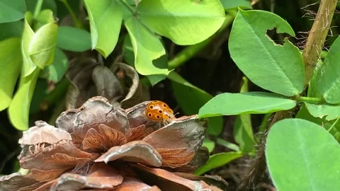 A ladybug landed on a pinecone is crawling over it Stock Footage 347543697