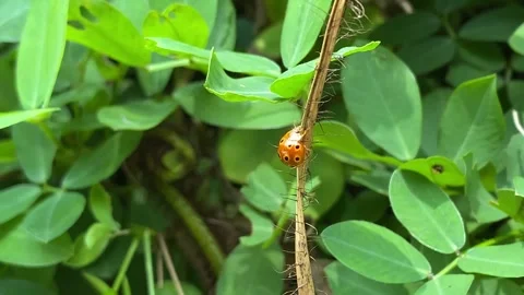 A ladybug landed on a pinecone is crawling over it Stock Footage 347543717