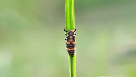 Ladybug Larva Clinging on Grass Blade Pest Control Macro Slow Motion FHD Stock Footage 321071517