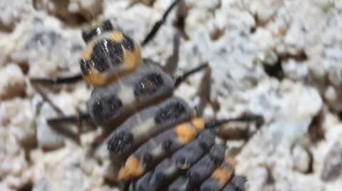 Ladybug Larva up close Video stock 34780121