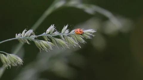 Ladybug Larva Crawling on Grass Stem in Wind - 4K Macro Wildlife Slow Motion Vídeos de archivo 335832480