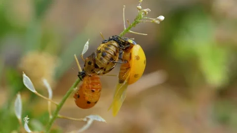 Ladybug larva crawling on green leaf (Coccinella septepunctata) Stock Footage 150020308