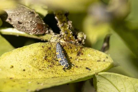 Ladybug larva crawling on a green leaf Stock Photos