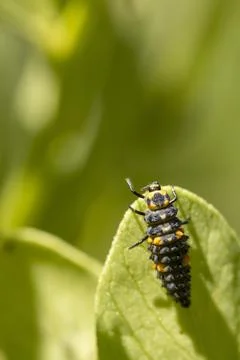 Ladybug larva crawling on a green leaf Stock Photos
