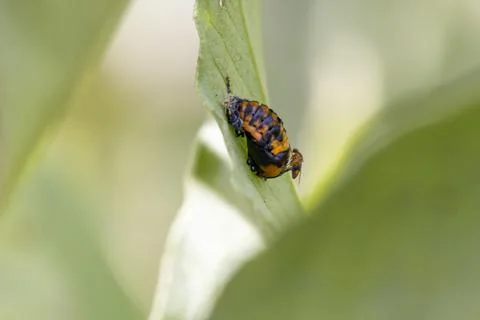 Ladybug larva crawling on green leaf Stock Photos