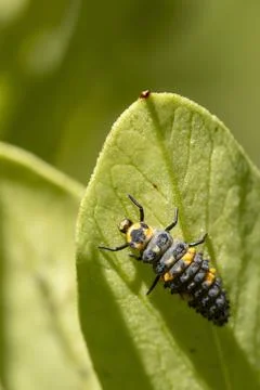 Ladybug larva crawling on green leaf outdoors Stock Photos