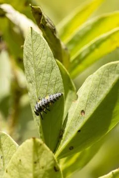 Ladybug larva crawling on green leaf Stock Photos