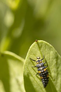 Ladybug larva crawling on a green leaf Stock Photos