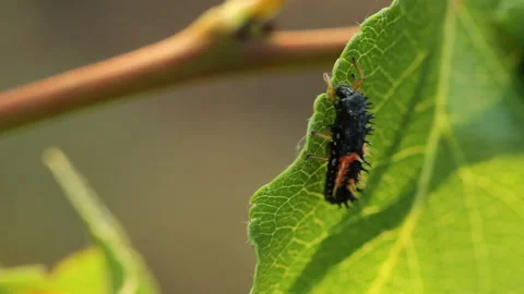 Ladybug larva crawling on the plant Video stock 139384734