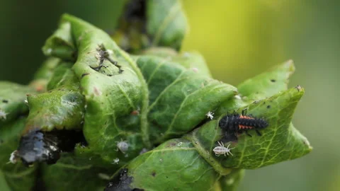 Ladybug larva crawling on the plant Stock Footage 139384947