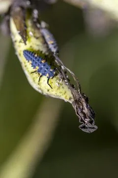 Ladybug larva crawling on plant stem searching for aphids Stock Photos