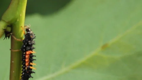 Ladybug larva eats a caught aphid on a tree branch Video stock 139390035