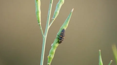 Ladybug Larva Feeding On Canola Pod Stock Footage 330693342