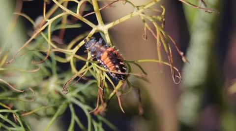 Ladybug Larva Stock Footage 25533561