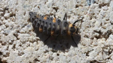 Ladybug larva Video stock 34780814