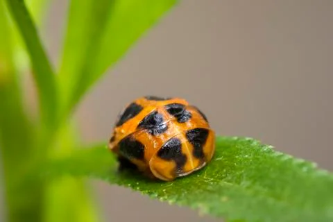 Ladybug larva insect closeup Stock Photos