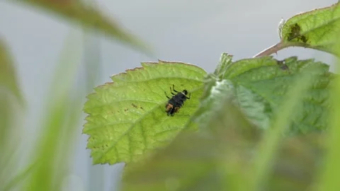 Ladybug Larva on Leaf Swaying in Wind - 4K Macro Static Shot Vídeos de archivo 335254850