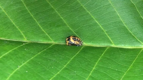Ladybug larva metamorphosis timelaps 스톡 동영상 35501781