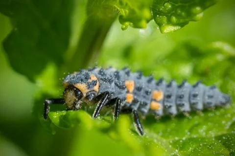 Ladybug larva on mint leaf Stock Photos