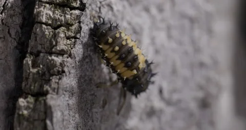 Ladybug Larva Preparing To Become A Pupa Stock Footage 167188068