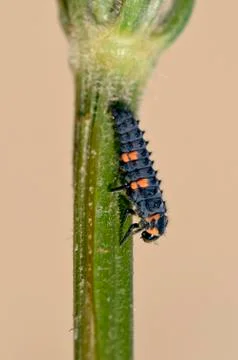 Ladybug larva on stem Foto stock