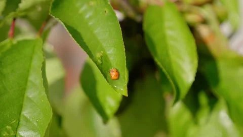 Ladybug larvae 4k 動画素材 132286978