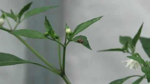 Ladybug Larvae On A Chili Leaf Video stock 307474436