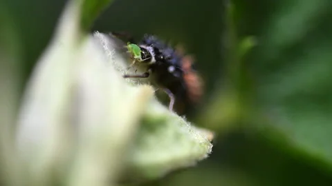 Ladybug larvae eating aphid and apple tree leaf Vidéo 156536647