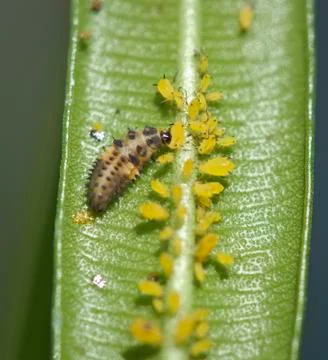 Ladybug larvae eating aphids Stock Photos