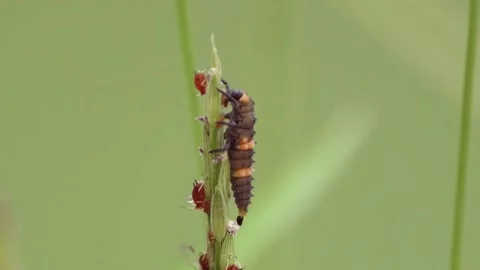 Ladybug Larvae Stock Footage 195289567