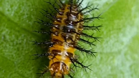Ladybug larvae Stock Footage 239789648