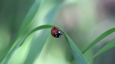 Ladybug (lat. Coccinellidae) Stock Footage 10910222