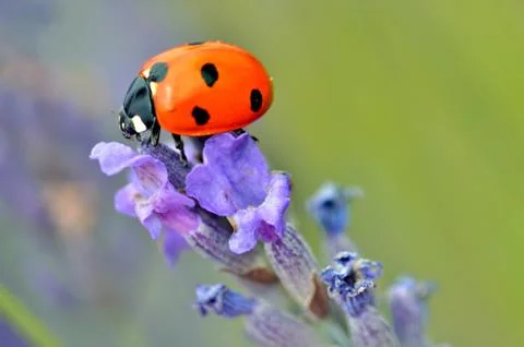 Ladybug on lavender flower Stock Photos