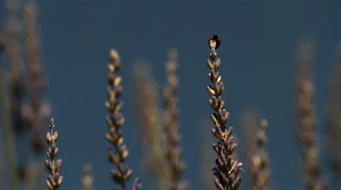 Ladybug on lavender sprig stretching wings before flying away in ultra-slow 스톡 동영상 59546083