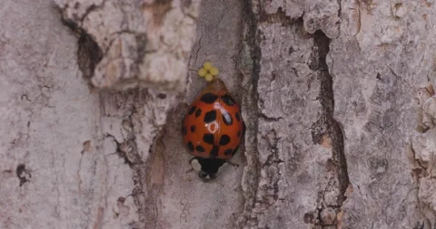 Ladybug Laying Eggs Part 1 Stock Footage 167189680