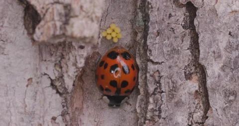 Ladybug Laying Eggs Part 2 Stock Footage 167188243
