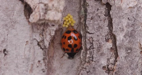 Ladybug Laying Eggs Part 3 Stock Footage 167190446