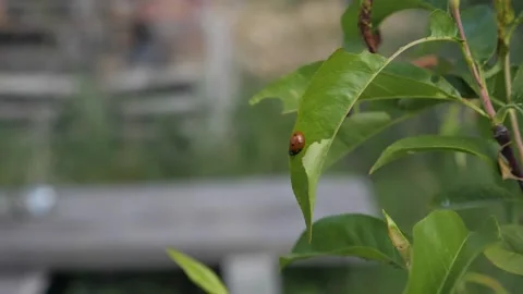 Ladybug laying on a peach leaf. Good insect for your vegetable garden Stock Footage 136648791