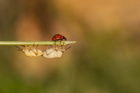 A ladybug is on a leaf and it is next to a dead bug Fotos Stock