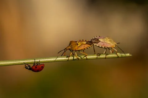 A ladybug is on a leaf and two bugs are walking on a stem Stock-Fotos