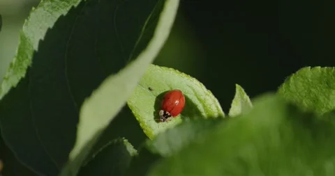Ladybug on the leaf of a apple tree in spring Stock Footage 307815962