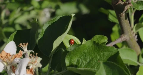 Ladybug on the leaf of a apple tree in spring with flower Stock Footage 307815967