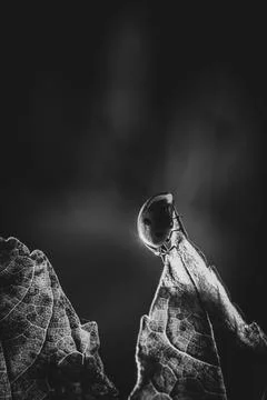 Ladybug on the leaf black and white Stock Photos