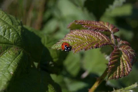 Ladybug on a leaf of blackberry Stock-Fotos