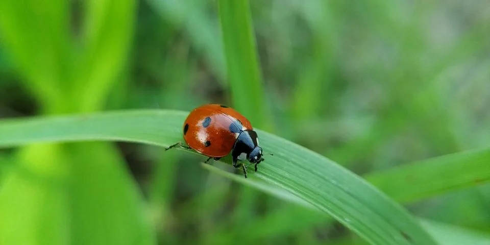 Ladybug on leaf blade in rainy session. Stockfoto's