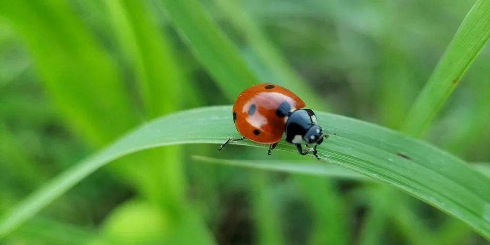 Ladybug on leaf blade in rainy session. Stock Photos